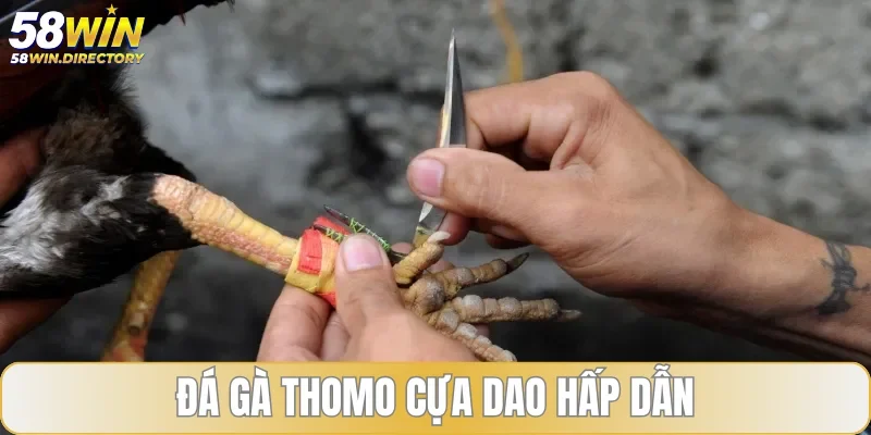 Đá gà Thomo cựa dao hấp dẫn